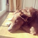 She's got the right idea, napping in the sunshine! #californialiving #dogsofinstagram