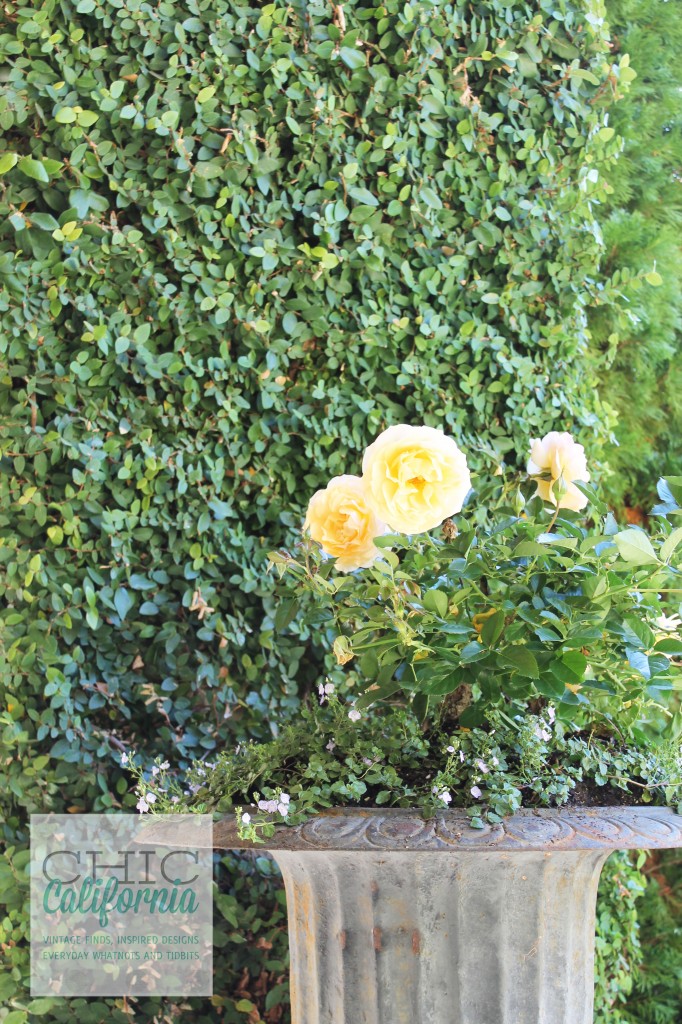 Roses in earn, yellow roses. patio flowers, ivy, 