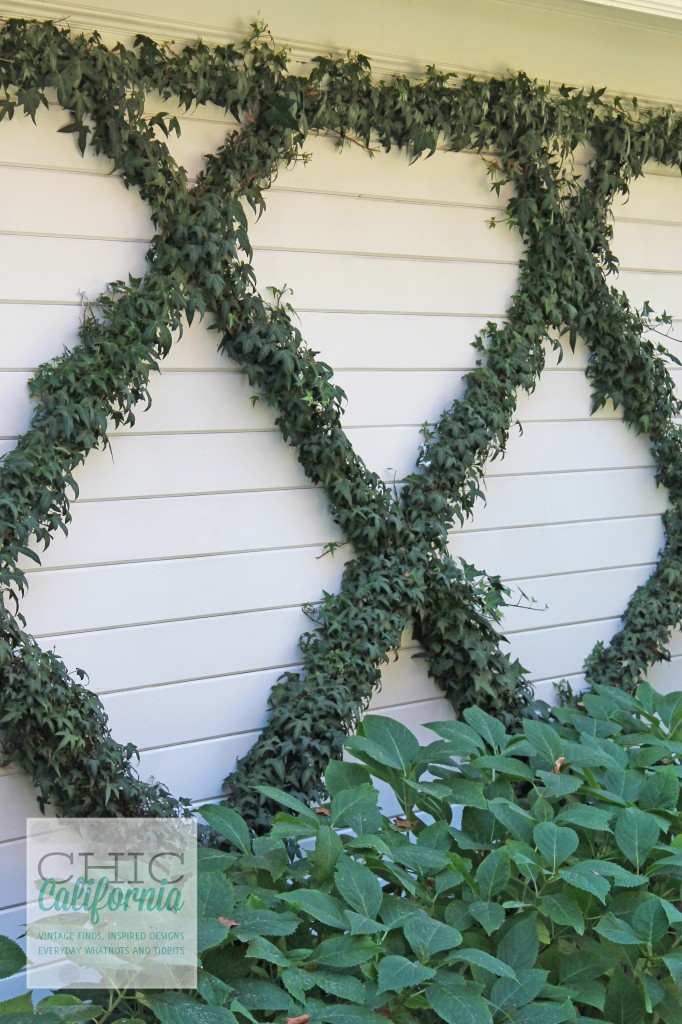 ivy on wall, criss cross ivy. diamond shaped ivy, how to make a pattern with your ivy